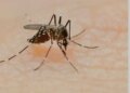 Dengue is scaring Bangladesh: 9 people have died so far
