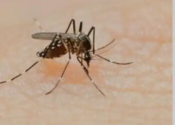 Dengue is scaring Bangladesh: 9 people have died so far