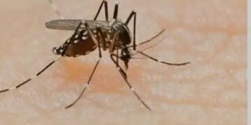 Dengue is scaring Bangladesh: 9 people have died so far