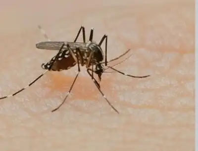 Dengue is scaring Bangladesh: 9 people have died so far