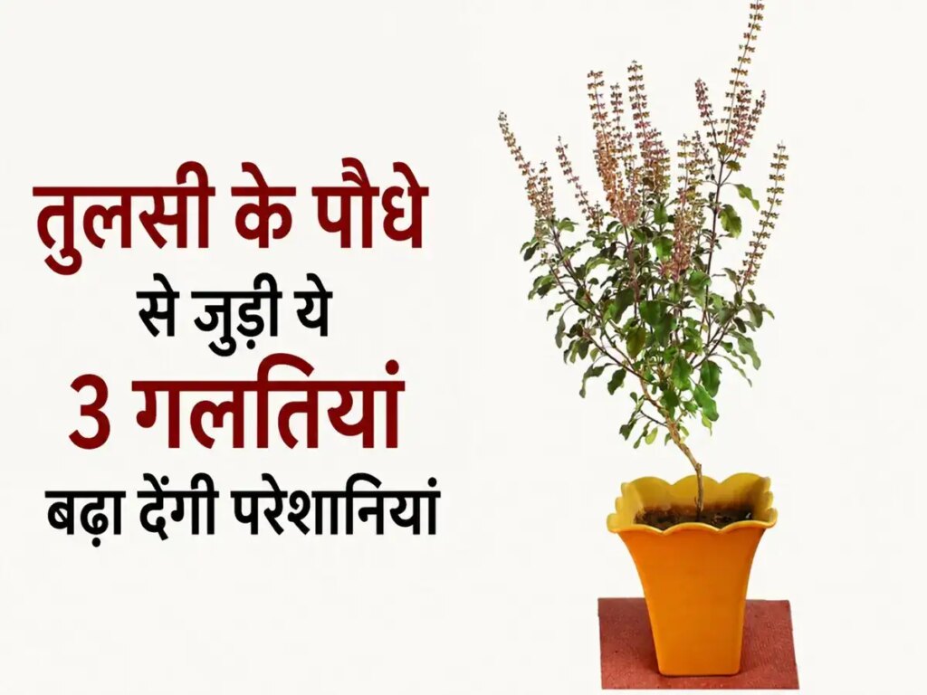 Do not make these 3 mistakes while keeping Tulsi, otherwise Vastu defects and problems may increase.