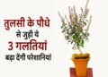 Do not make these 3 mistakes while keeping Tulsi, otherwise Vastu defects and problems may increase.