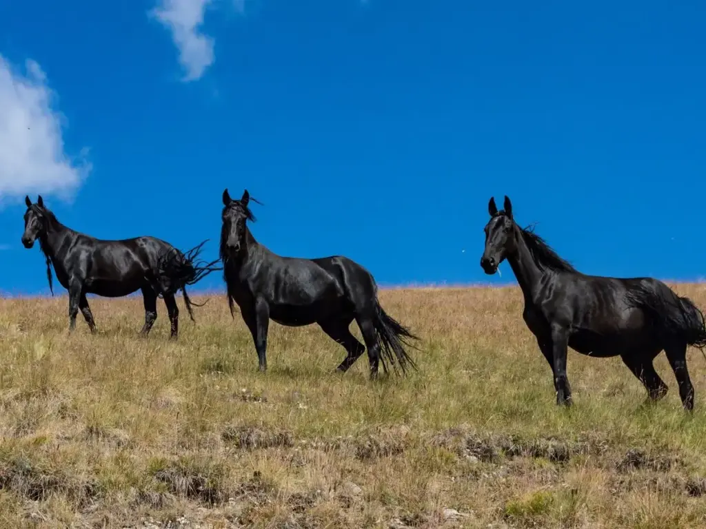 Feng Shui Tips: Painting of 3 running black horses can bring progress in career, know the right direction and rules