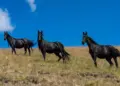 Feng Shui Tips: Painting of 3 running black horses can bring progress in career, know the right direction and rules