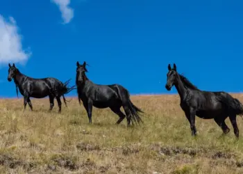 Feng Shui Tips: Painting of 3 running black horses can bring progress in career, know the right direction and rules