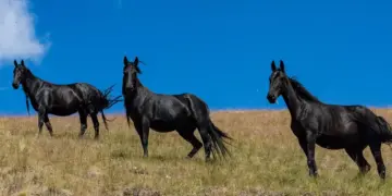 Feng Shui Tips: Painting of 3 running black horses can bring progress in career, know the right direction and rules