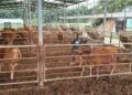 Foot-and-mouth disease outbreak in Mongolia, more than 1,200 animals killed