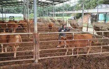 Foot-and-mouth disease outbreak in Mongolia, more than 1,200 animals killed