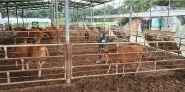 Foot-and-mouth disease outbreak in Mongolia, more than 1,200 animals killed