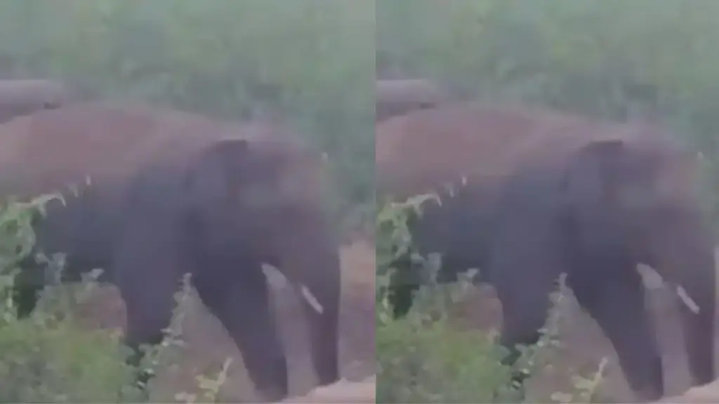 Furious form of elephant captured on camera, demolished wall in one stroke, viral video created sensation
