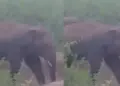 Furious form of elephant captured on camera, demolished wall in one stroke, viral video created sensation