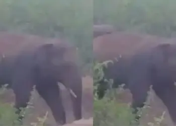 Furious form of elephant captured on camera, demolished wall in one stroke, viral video created sensation
