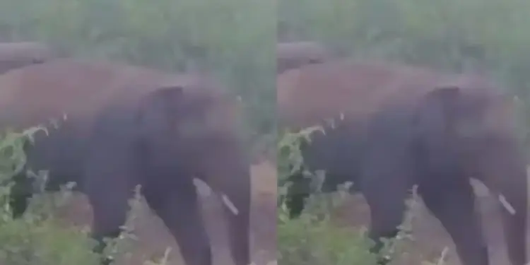 Furious form of elephant captured on camera, demolished wall in one stroke, viral video created sensation