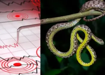 How do snakes, dogs and birds know before an earthquake? Know how snakes saved the lives of thousands of people in China