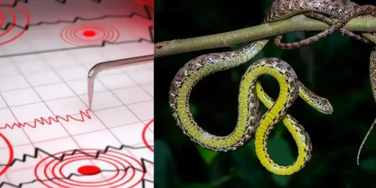 How do snakes, dogs and birds know before an earthquake? Know how snakes saved the lives of thousands of people in China