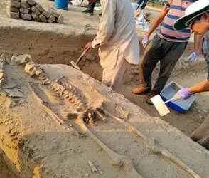 Human skeletons found in Rakhigarhi were handed over to ANSI, new information can be found on the lifestyle of Harappan period.