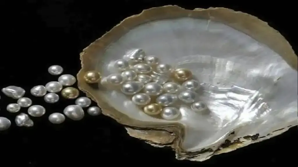 Millionaire became from pearl farming! Opportunity to earn up to Rs 40 lakh on investment of Rs 11 lakh, government will also give huge subsidy