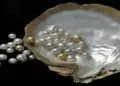 Millionaire became from pearl farming! Opportunity to earn up to Rs 40 lakh on investment of Rs 11 lakh, government will also give huge subsidy