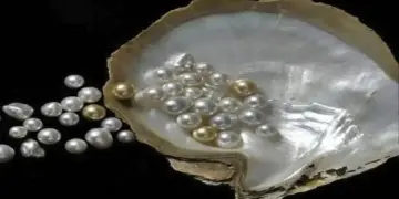 Millionaire became from pearl farming! Opportunity to earn up to Rs 40 lakh on investment of Rs 11 lakh, government will also give huge subsidy