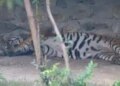 More than 12 animals and birds infected with bird flu in Nepal's Central Zoo, zoo closed indefinitely
