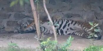 More than 12 animals and birds infected with bird flu in Nepal's Central Zoo, zoo closed indefinitely