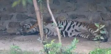 More than 12 animals and birds infected with bird flu in Nepal's Central Zoo, zoo closed indefinitely