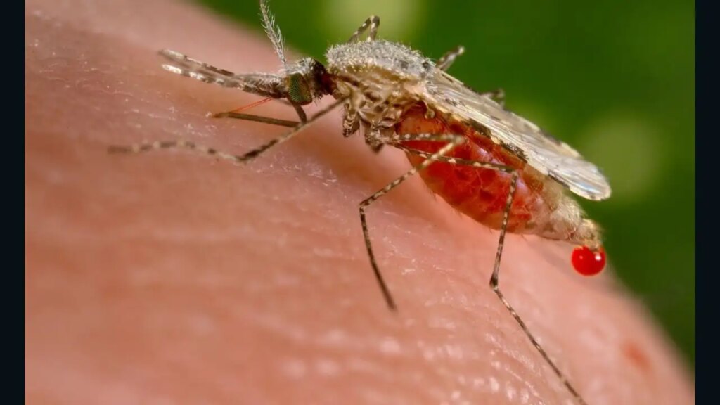 Mysterious revelation: Did America make mosquitoes a biological weapon? Claims of secret testing on soldiers