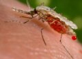 Mysterious revelation: Did America make mosquitoes a biological weapon? Claims of secret testing on soldiers