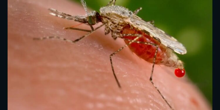 Mysterious revelation: Did America make mosquitoes a biological weapon? Claims of secret testing on soldiers