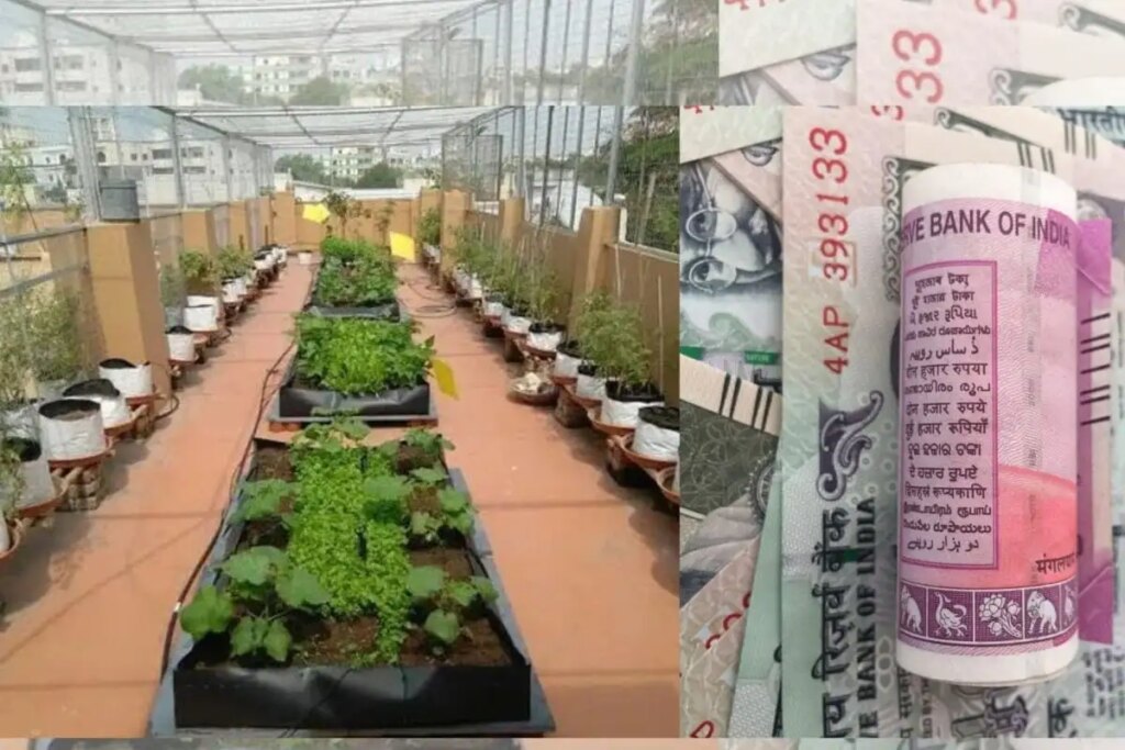 New farming business model, start microgreen farming with ₹ 10 thousand and earn lakhs of rupees, know how to start
