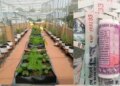 New farming business model, start microgreen farming with ₹ 10 thousand and earn lakhs of rupees, know how to start