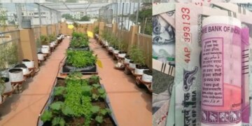 New farming business model, start microgreen farming with ₹ 10 thousand and earn lakhs of rupees, know how to start