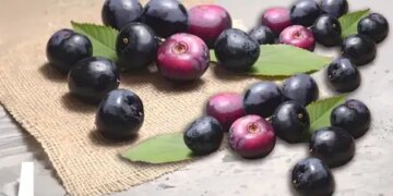 Not just fruits, Jamun seeds are also a treasure of health, know how they benefit the body.