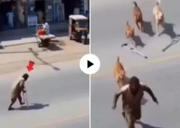 The beggar pretending to be lame ran away after seeing the dogs, the truth was caught on camera, the video created an uproar