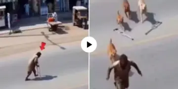 The beggar pretending to be lame ran away after seeing the dogs, the truth was caught on camera, the video created an uproar