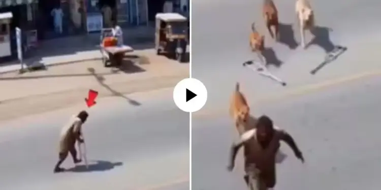 The beggar pretending to be lame ran away after seeing the dogs, the truth was caught on camera, the video created an uproar