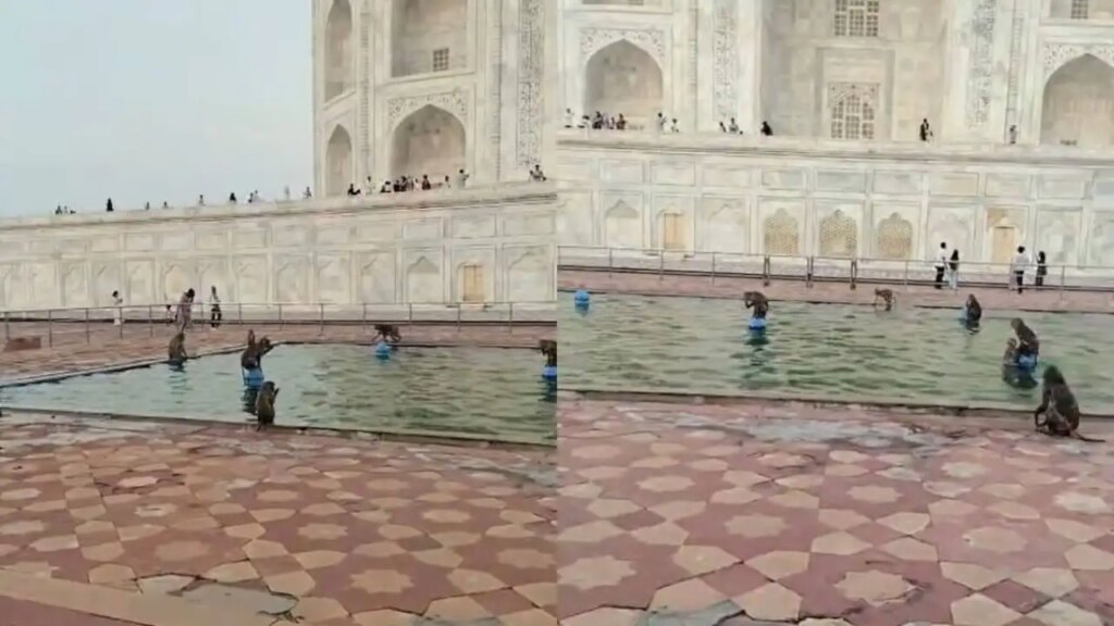 The fun of monkeys in the fountain of Taj Mahal won the hearts of people, the video of the monkeys jumping went viral.