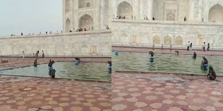 The fun of monkeys in the fountain of Taj Mahal won the hearts of people, the video of the monkeys jumping went viral.