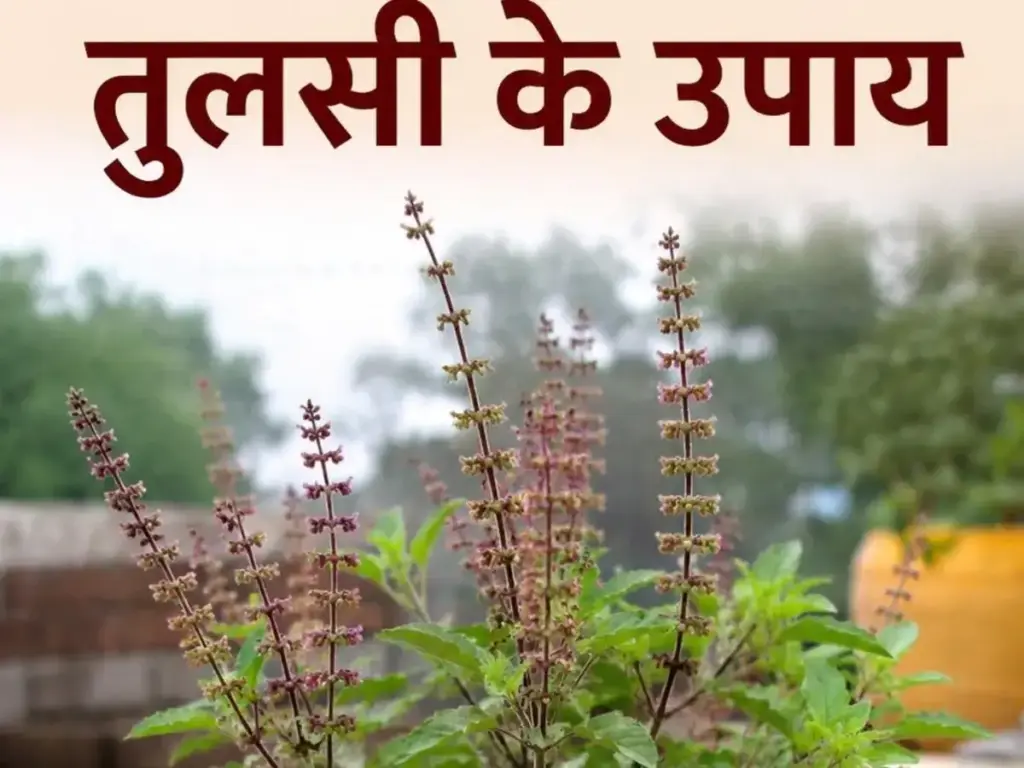These 4 easy remedies of Tulsi Manjari can change the luck, financial crisis will go away with the grace of Goddess Lakshmi.
