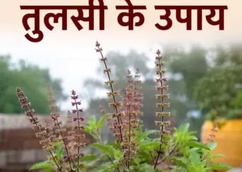 These 4 easy remedies of Tulsi Manjari can change the luck, financial crisis will go away with the grace of Goddess Lakshmi.