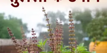 These 4 easy remedies of Tulsi Manjari can change the luck, financial crisis will go away with the grace of Goddess Lakshmi.