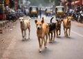 UP: Rottweiler dogs scratched woman at 13 places in Kanpur, condition critical in hospital