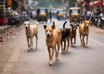 UP: Rottweiler dogs scratched woman at 13 places in Kanpur, condition critical in hospital