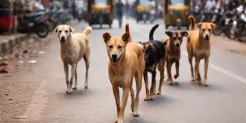 UP: Rottweiler dogs scratched woman at 13 places in Kanpur, condition critical in hospital