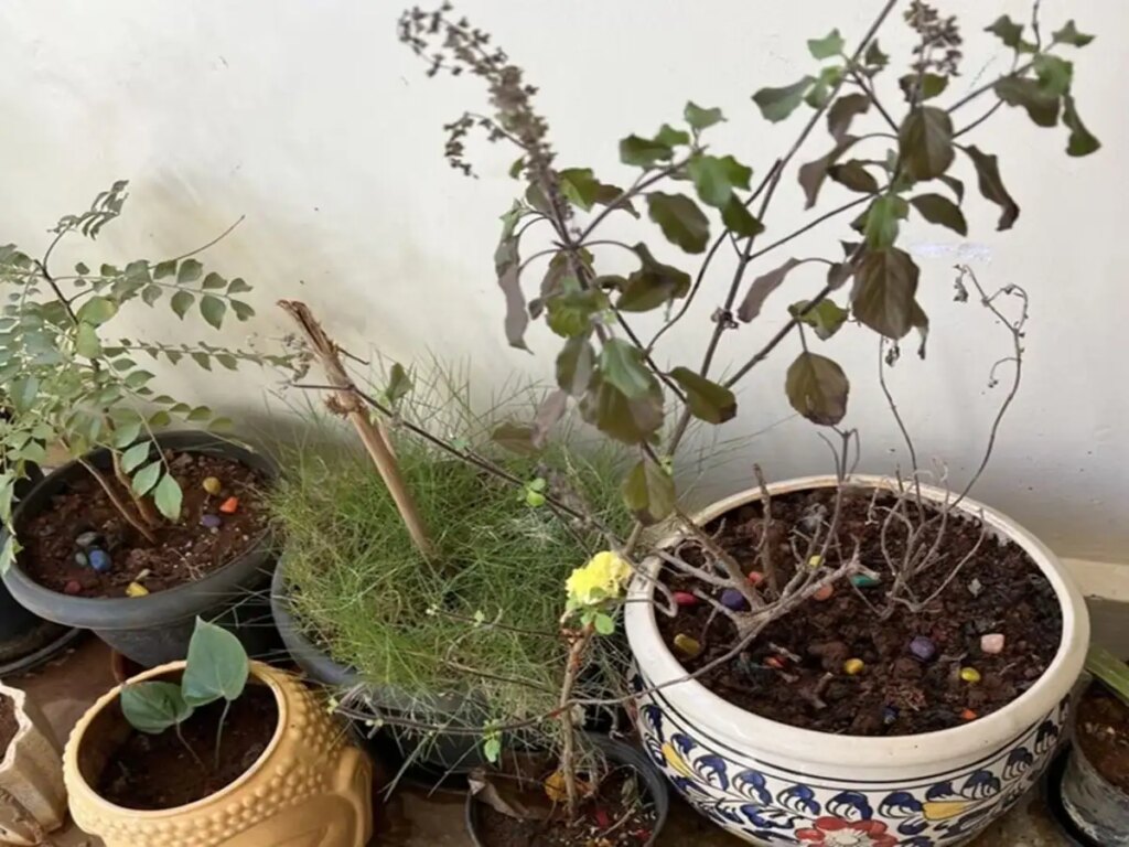 Vastu Plants Tips: Planting these plants in the house increases happiness, prosperity and positive energy, know which plants are auspicious according to Vastu.