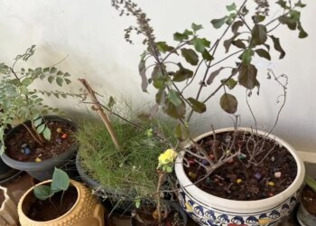 Vastu Plants Tips: Planting these plants in the house increases happiness, prosperity and positive energy, know which plants are auspicious according to Vastu.