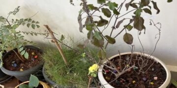 Vastu Plants Tips: Planting these plants in the house increases happiness, prosperity and positive energy, know which plants are auspicious according to Vastu.