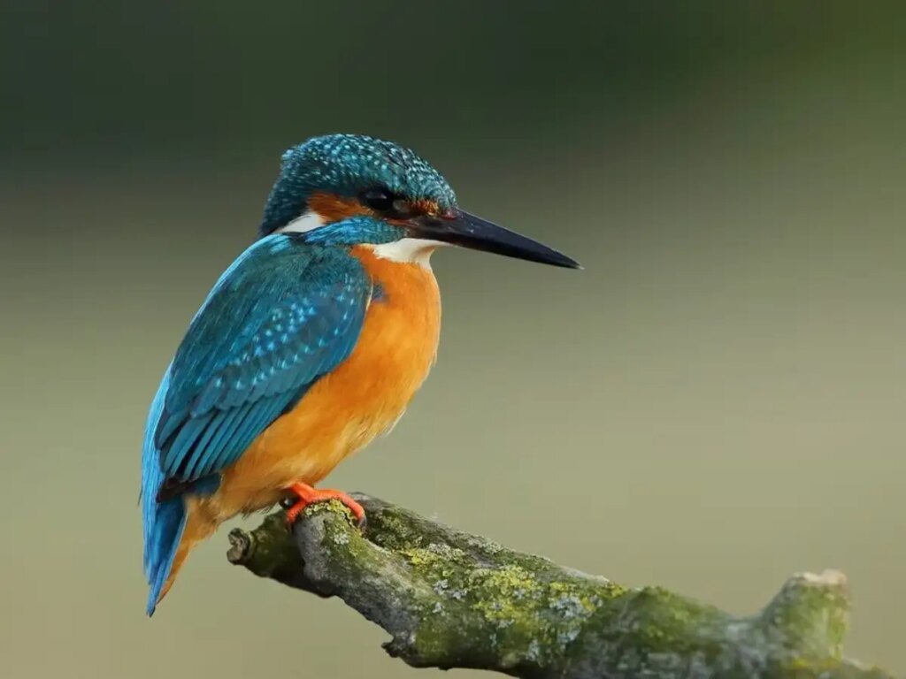 Vastu Shastra: Repeated visit of these birds on the roof of the house can be an inauspicious sign, know what Vastu says