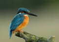 Vastu Shastra: Repeated visit of these birds on the roof of the house can be an inauspicious sign, know what Vastu says