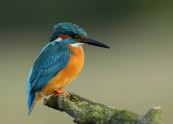 Vastu Shastra: Repeated visit of these birds on the roof of the house can be an inauspicious sign, know what Vastu says